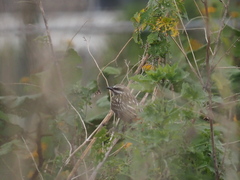 Myiodynastes luteiventris