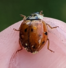 Hesperomyces harmoniae