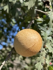 Andricus quercuscalifornicus