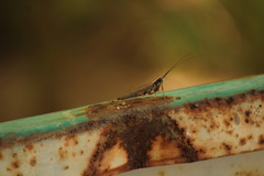 Mantoida maya