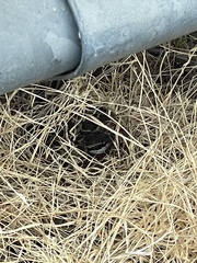 Crotalus oreganus helleri