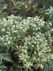 Pseudognaphalium obtusifolium