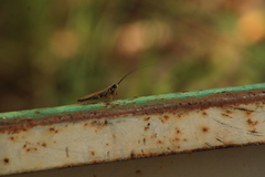 Mantoida maya