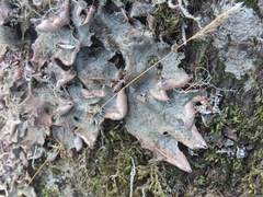 Peltigera