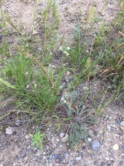 Artemisia campestris