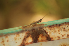 Mantoida maya