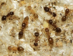 Nylanderia jaegerskioeldi