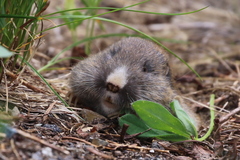 Thomomys talpoides