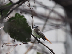 Myiodynastes luteiventris