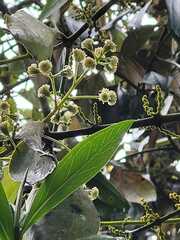 Baccharis brachylaenoides