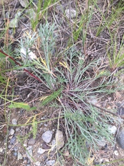 Artemisia campestris