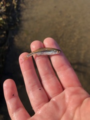 Notemigonus crysoleucas