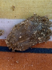 Emerita analoga