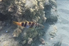 Serranus scriba