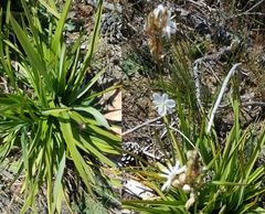 Trachyandra tabularis