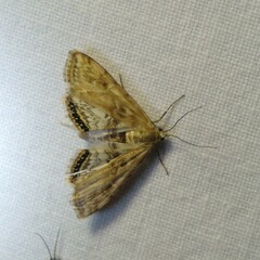 Cataclysta lemnata