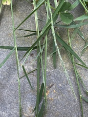 Muhlenbergia schreberi