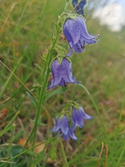 Campanula barbata