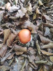 Amanita caesarea