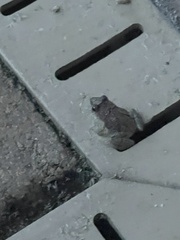 Eleutherodactylus planirostris