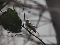 Myiodynastes luteiventris