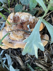 Bondarzewia berkeleyi