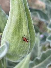 Oncopeltus fasciatus