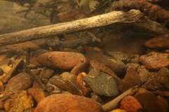 Cottus