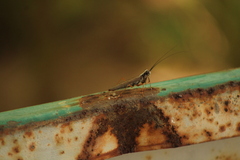 Mantoida maya