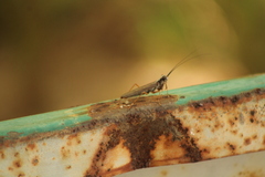 Mantoida maya