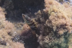 Serranus scriba
