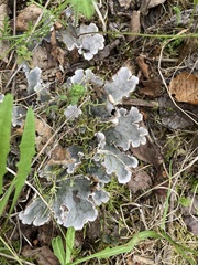 Peltigera aphthosa