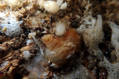 Pyuridae
