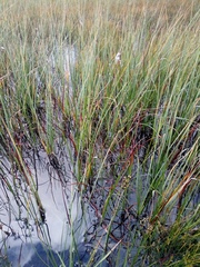 Juncus alpinoarticulatus
