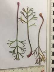 Artemisia campestris