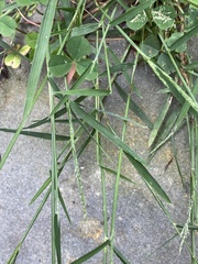 Muhlenbergia schreberi