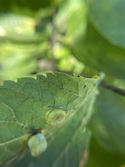 Pachypsylla celtidisumbilicus