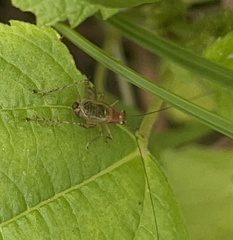 Anaxipha exigua