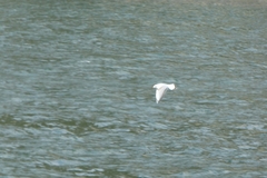 Chroicocephalus ridibundus