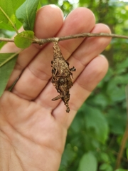 Thyridopteryx ephemeraeformis