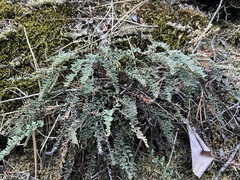 Myriopteris gracillima