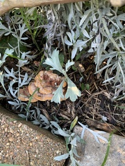 Bondarzewia berkeleyi