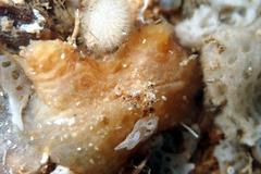 Pyuridae