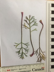 Artemisia campestris