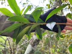 Baccharis brachylaenoides
