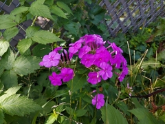 Phlox
