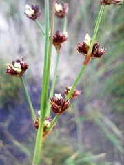Juncus alpinoarticulatus