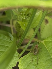 Anaxipha exigua