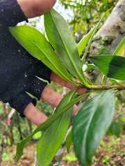 Baccharis brachylaenoides