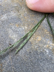 Muhlenbergia schreberi